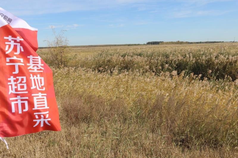 “好水好锅蒸好米”今秋上苏宁超市吃一碗好米饭_零售_电商之家