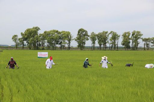 官宣！京东超市与五常市政府共建五常大米地标产品管理规范_行业观察_电商之家